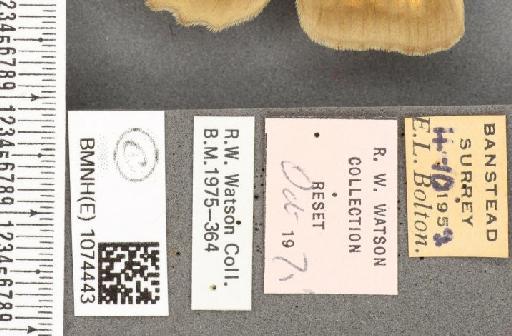 Maniola jurtina insularis ab. margotransformis Leeds, 1950 - BMNHE_1074443_label_41276