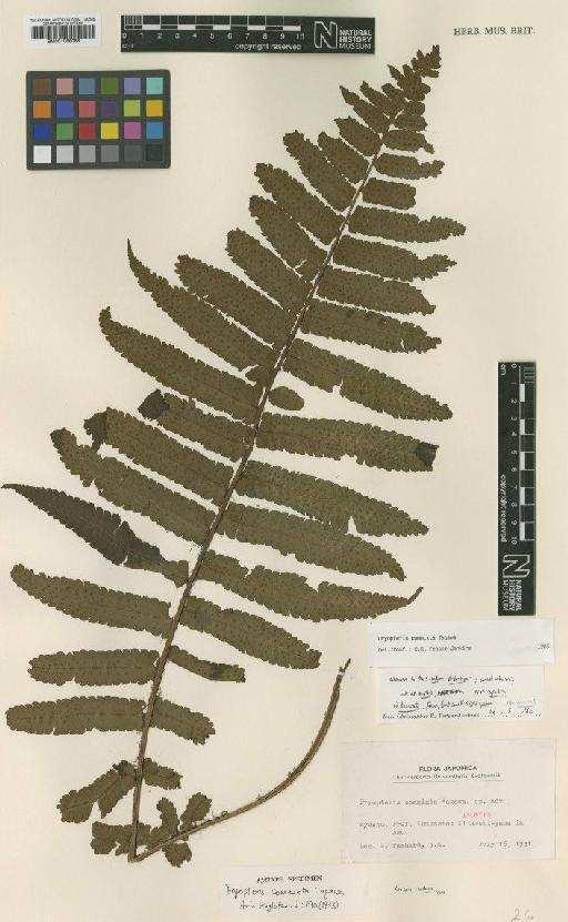 Dryopteris commixta Tagawa - BM001066088