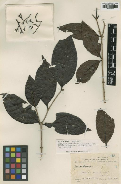 Eugenia consulata C.B.Rob. - BM000944210