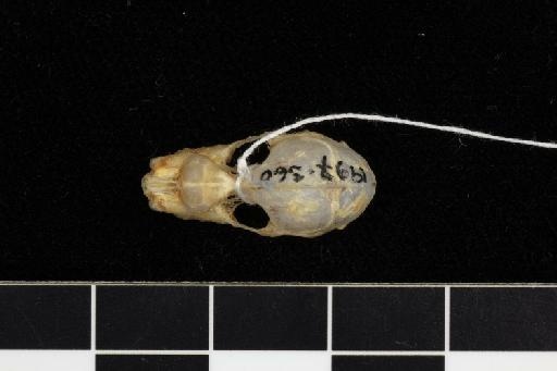 Rhinolophus stheno microglobosus Csorba and Jenkins, 1998 - 1997_360-Rhinolophus_stheno_microglobosus-Holotype-Skull-dorsal