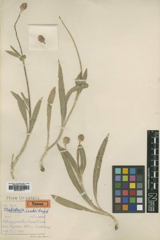 Cephalaria szaboi Hayek - BM000945743