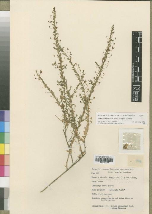 Kickxia aegyptiaca subsp. virgata Wickens - BM000930565