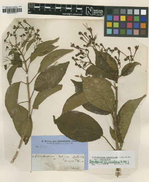 Clerodendrum tomentosum var. tomentosum (Vent.) R.Br. - BM001041231