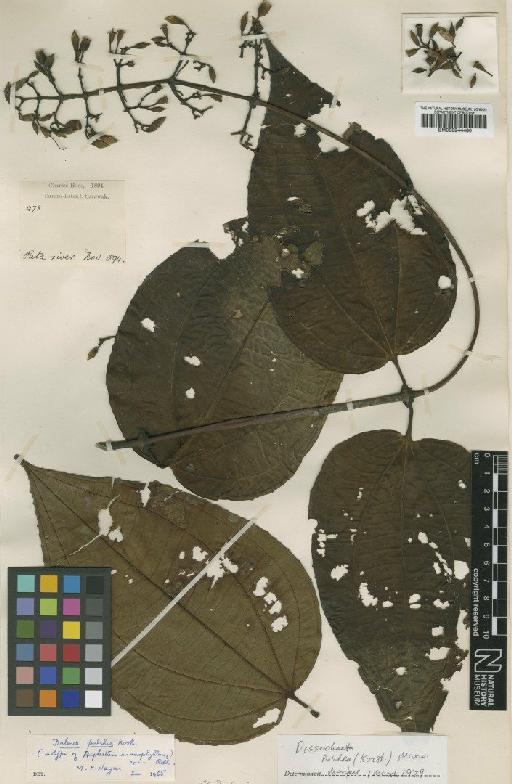 Dissochaeta pulchra (Korth.) Maxwell - BM000944480