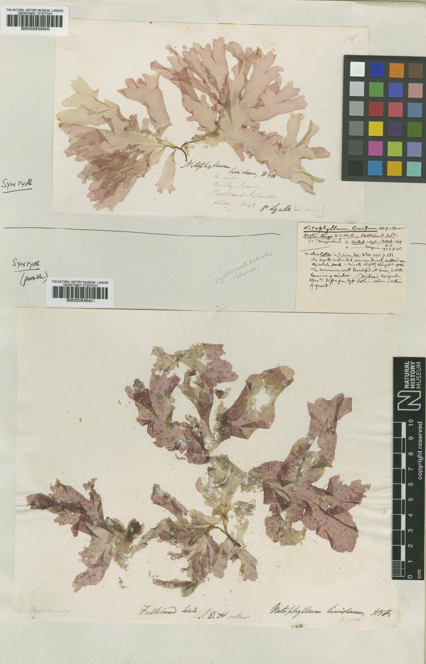 To NHMUK collection (Nitophyllum lividum Hook.f. & Harv.; Syntype; NHMUK:ecatalogue:439813)