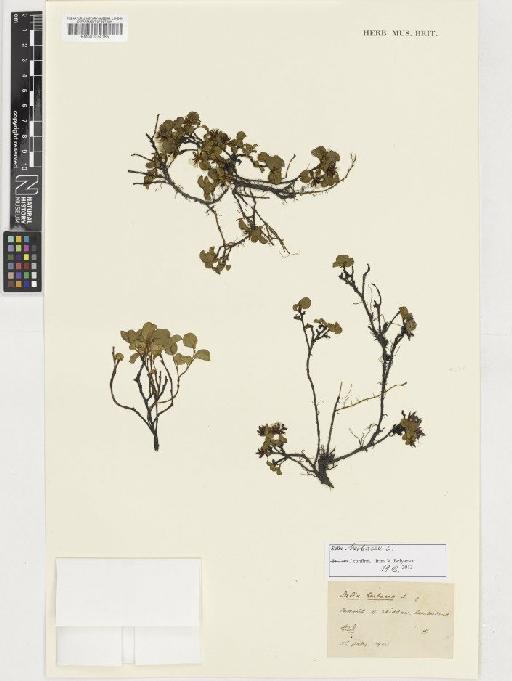 Salix herbacea L. - BM001074185