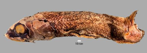 Alepocephalus australis Barnard, 1923 - BMNH 1991.7.9.459, Alepocephalus australis