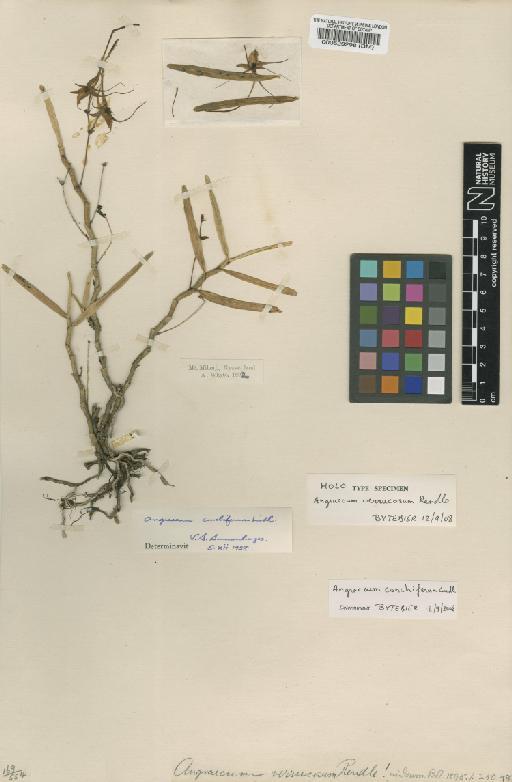 Angraecum conchiferum Lindl. - BM000529298