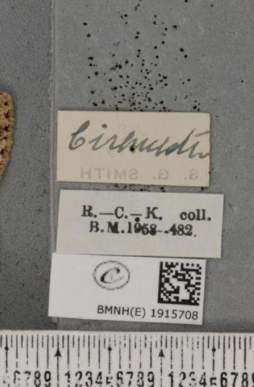 Ectropis crepuscularia (Denis & Schiffermüller, 1775) - BMNHE_1915708_a_label_482400