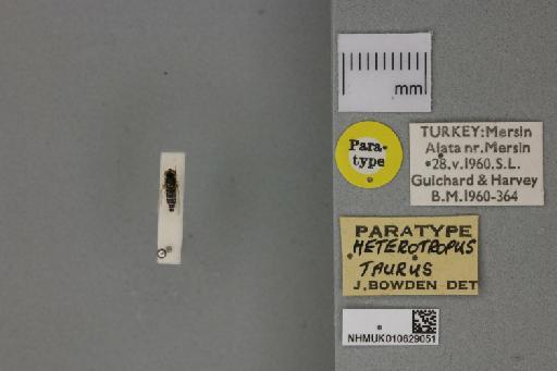 Heterotropus taurus Bowden, 1967 - 010629051_Heterotropus_taurus_Dorsal_habitus_with_labels_Paratype