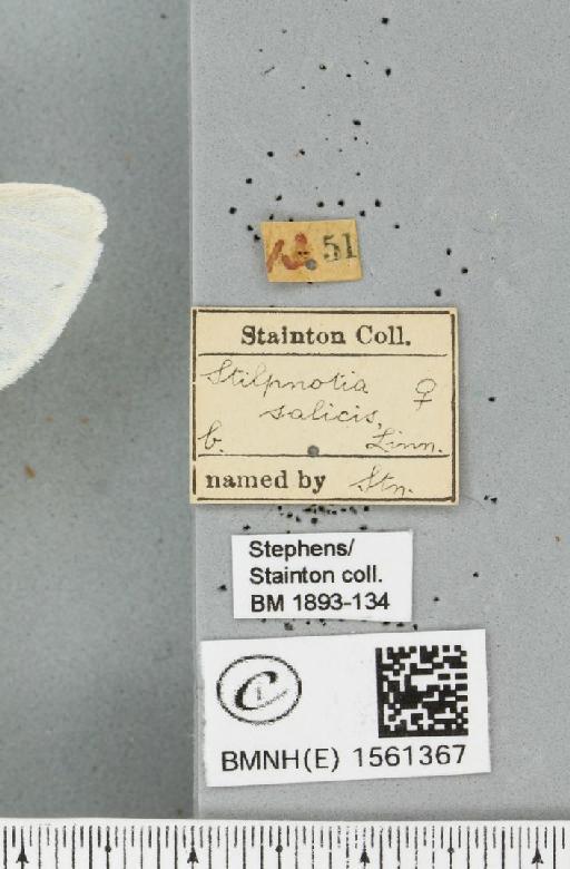 Leucoma salicis (Linnaeus, 1758) - BMNHE_1561367_label_251014