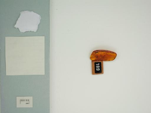 Formicidae - 014710548_additional