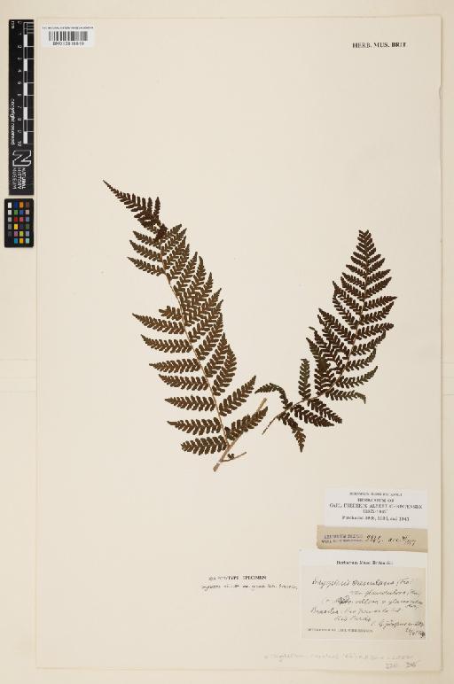 Megalastrum crenulans (Fée) A.R.Sm. & R.C.Moran - 013818819