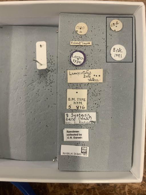 Systasis bato (Walker, 1839) - 013457383 Miscogaster bato ST-F-5.816 labels