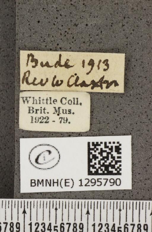 Maculinea arion eutyphron (Fruhstorfer, 1915) - BMNHE_1295790_label_133578