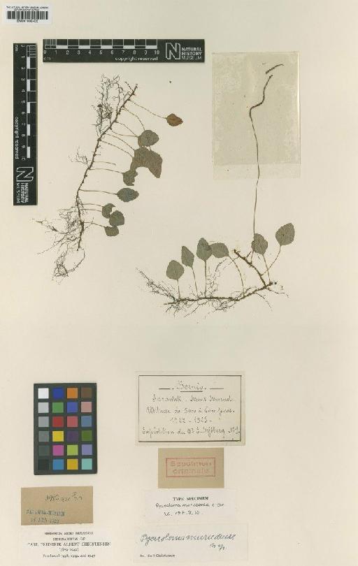 Pycnoloma murudense C.Chr. - BM001038456