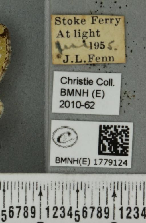 Colostygia pectinataria (Knoch, 1781) - BMNHE_1779124_label_354569