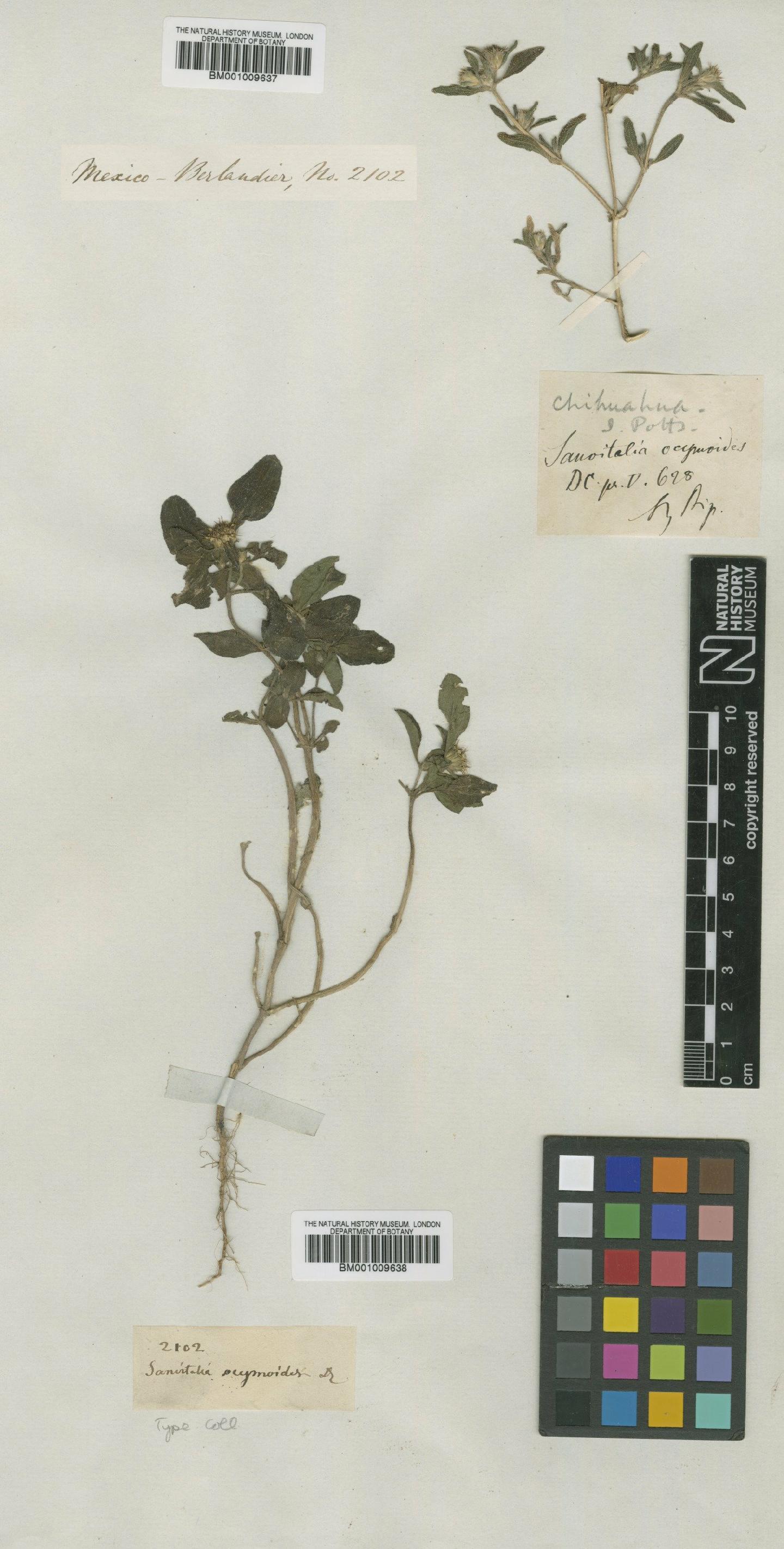 To NHMUK collection (Sanvitalia ocymoides DC.; Type; NHMUK:ecatalogue:617073)