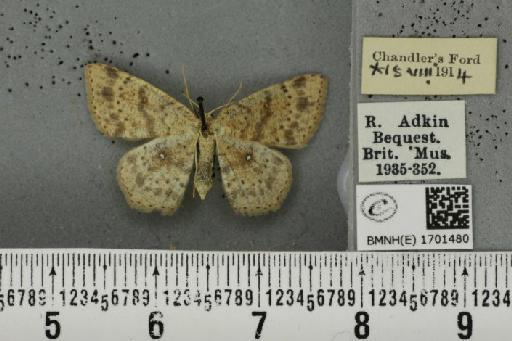 Cyclophora porata ab. punctularia Lambillion, 1905 - BMNHE_1701480_275552