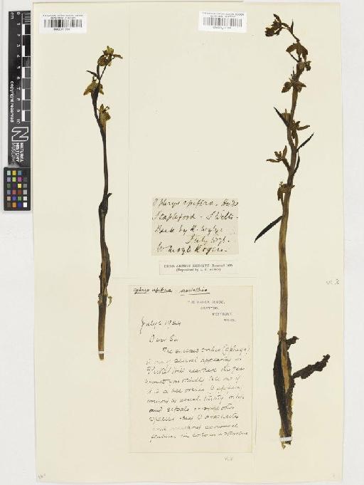 Ophrys apifera Huds. - BM001117047