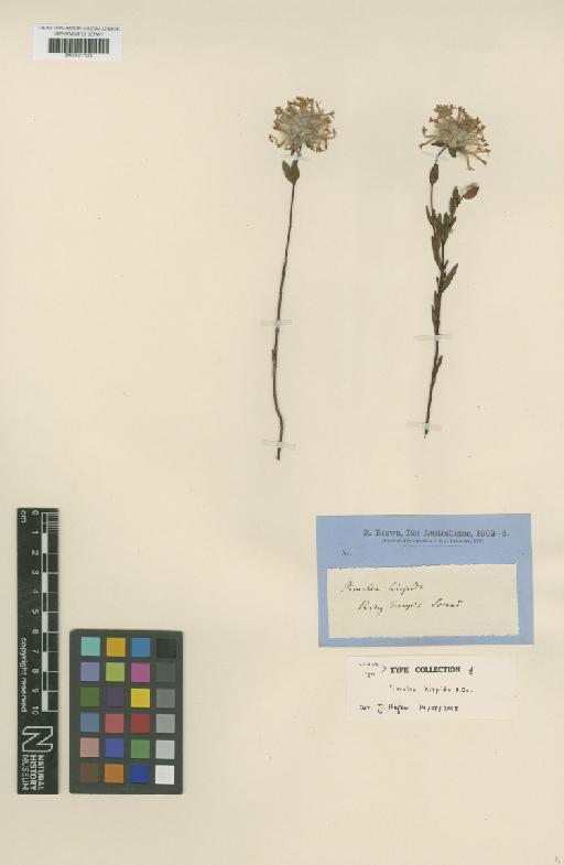 Pimelea hispida R.Br. - BM001217228