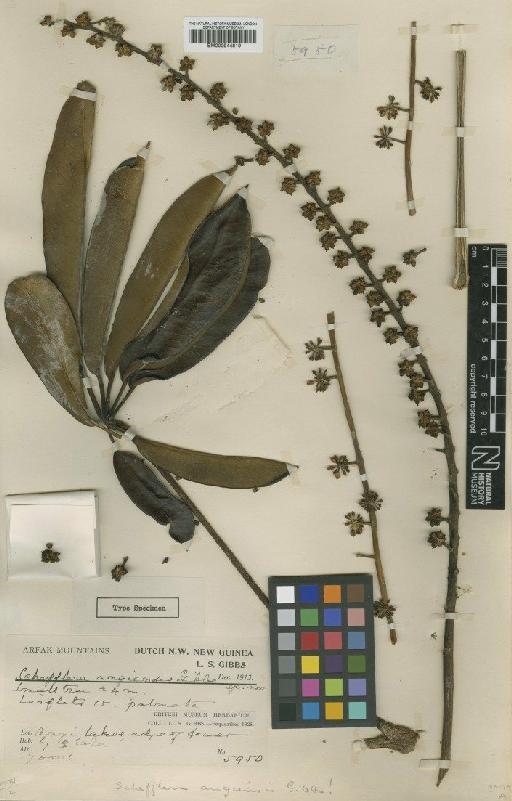 Schefflera angiensis Gibbs - BM000944819