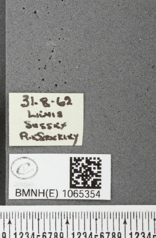 Coenonympha pamphilus ab. latiora Leeds, 1950 - BMNHE_1065354_label_26575