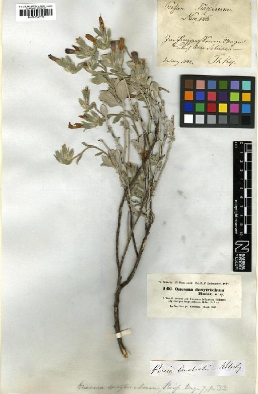 Onosma dasytricha Boiss. - BM001050183.