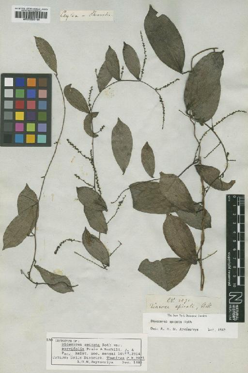 Dioscorea spicata Roth - BM000958189