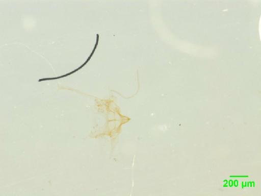 Scaphidiinae Latreille, 1806 - 010188831___8
