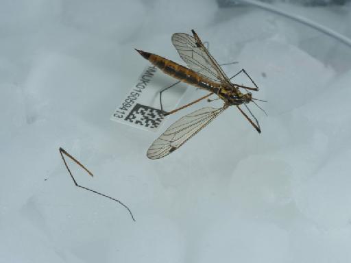 Nephrotoma cornicina (Linnaeus, 1758) - 015059413_2