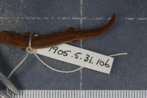 Bolitoglossa orestes - Image of specimen 1905.5.31.106