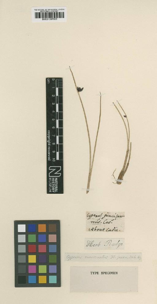 Cyperus laevigatus subsp. distachyos (All.) Maire & Weiller - BM001067023