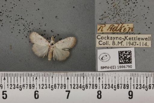 Nola aerugula ab. alfkeni Warnecke, 1938 - BMNHE_1696790_293113