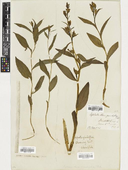 Cephalanthera damasonium (Mill.) Druce - BM001075220