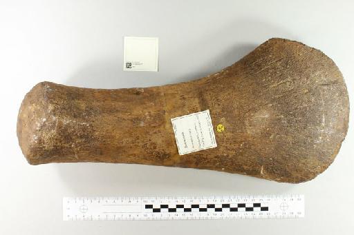 Pliosaurus Owen, 1841 - 010029271_L010221785