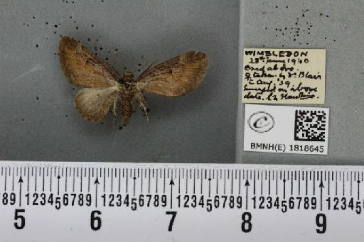 Eupithecia icterata (Stephens, 1831) - BMNHE_1818645_393705