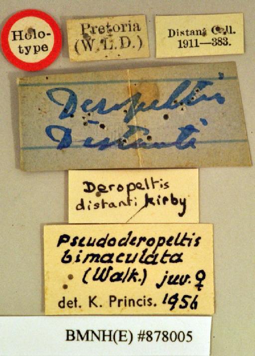 Deropeltis distanti Kirby, 1900 - Deropeltis distanti Kirby, 1900, female, holotype, labels. Photographer: Heidi Hopkins. BMNH(E)#878005