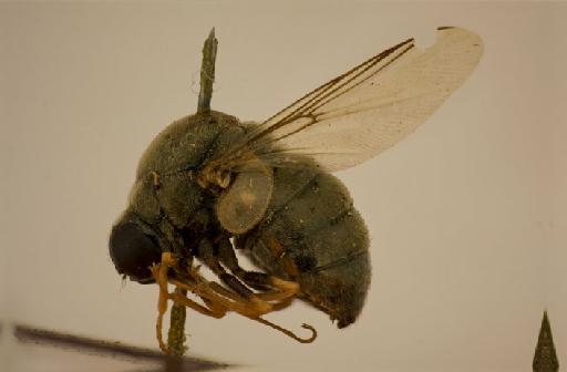 Oligoneura viridaenea (Brunetti, 1920) - Oligoneura viridaenea lateral