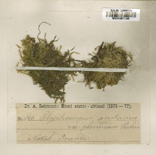 Bartramia capensis (R.Br.) Wijk & Margad. - BM000871145