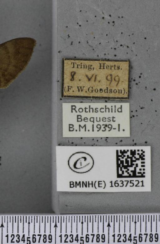 Macroglossum stellatarum (Linnaeus, 1758) - BMNHE_1637521_label_206205