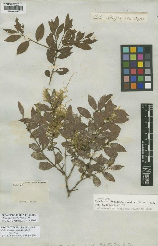 Plinia cubensis (Griseb.) Urb. - BM000812191