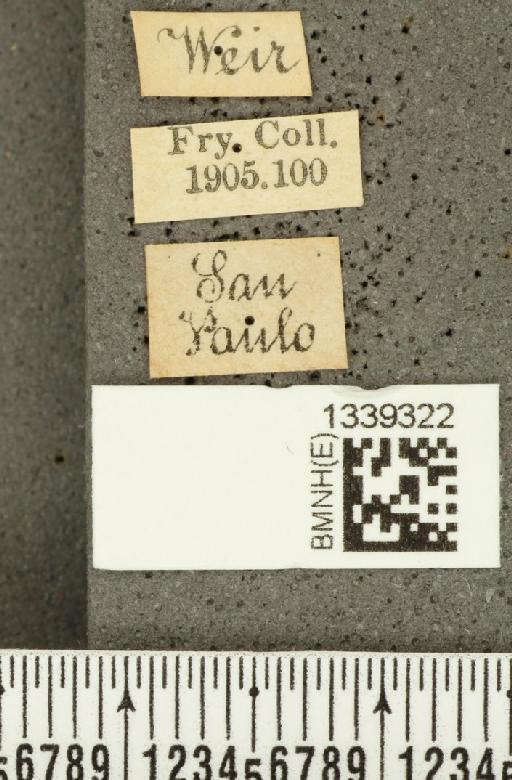 Acalymma bivittulum (Kirsch, 1883) - BMNHE_1339322_label_20504