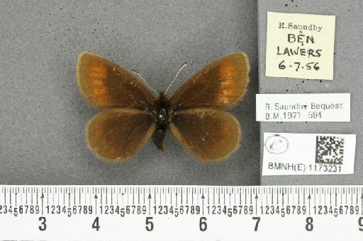 Erebia epiphron mnemon f. scotica Cooke, 1943 - BMNHE_1173231_28843