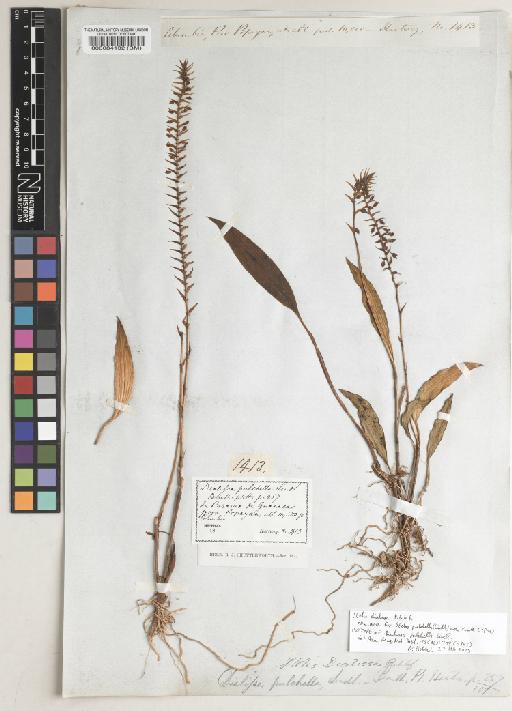 Stelis dialissa Rchb.f. - BM000084132