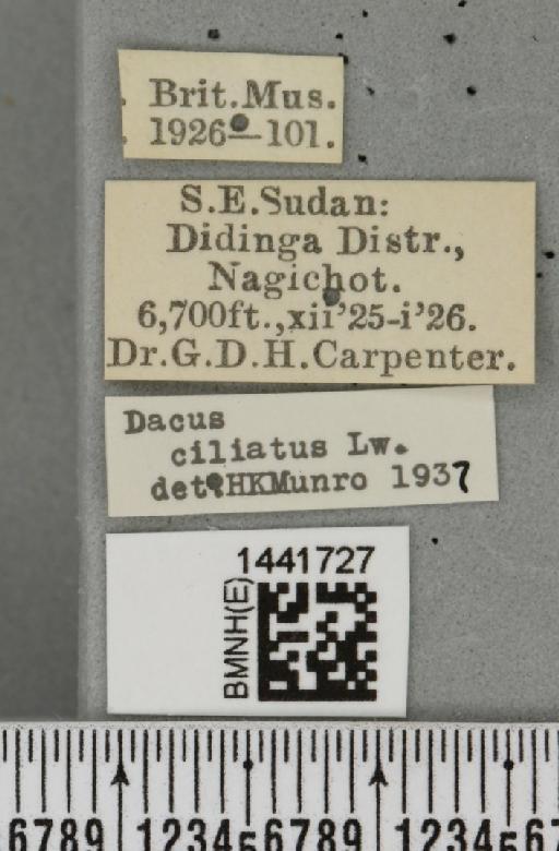 Dacus (Didacus) ciliatus Loew, 1862 - BMNHE_1441727_label_37926