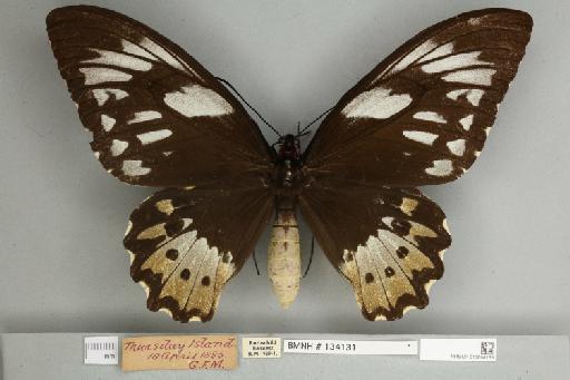 Ornithoptera priamus pronomus Gray, 1852 - 013604153__