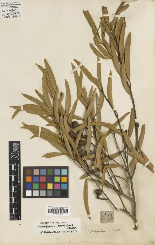 Eucalyptus pachyloma Benth. - BM001015217