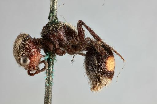 Sphaerophthalma janira Cameron, P., 1895 - 010577207_Sphaerophthalma_janira_holotype_lateral