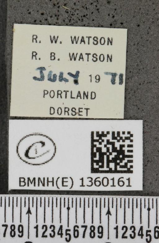 Plebejus argus cretaceus ab. flavescens Tutt, 1909 - BMNHE_1360161_label_153389